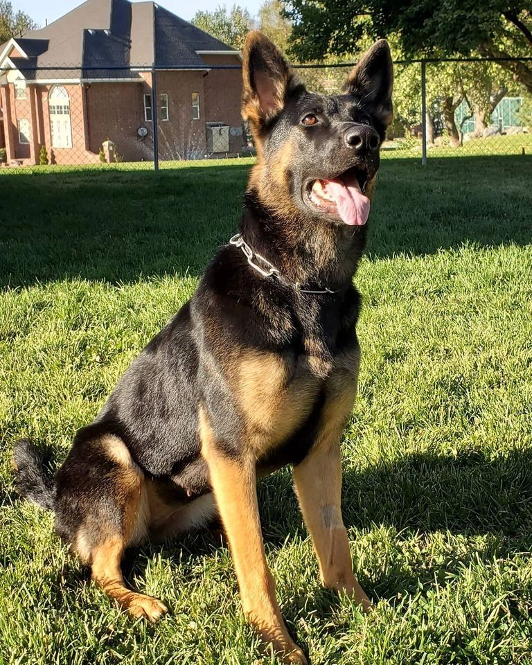 High Definition K9, LLC Dog Training, Detection Services